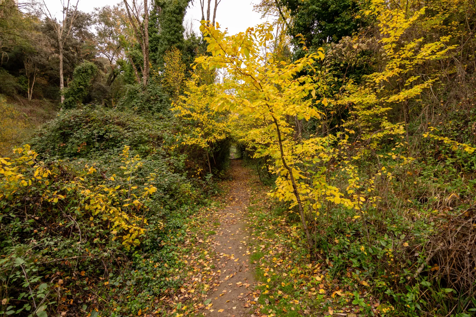 Cartel ARRIATE, FLOR DE ANDALUCÍA